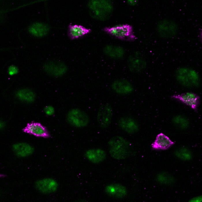 V5 Epitope Tag Antibody - BSA Free NB600-381