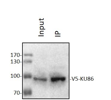 V5 Epitope Tag Antibody - BSA Free NB600-381