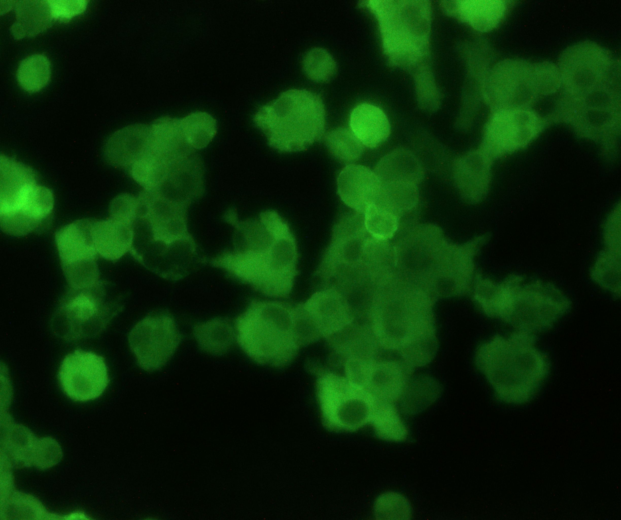 F4/80 Antibody (Cl:A3-1) - BSA Free NB600-404