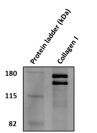 Collagen I Antibody - BSA Free NB600-408