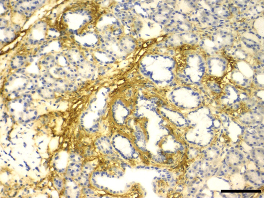 Collagen I Antibody - BSA Free NB600-408