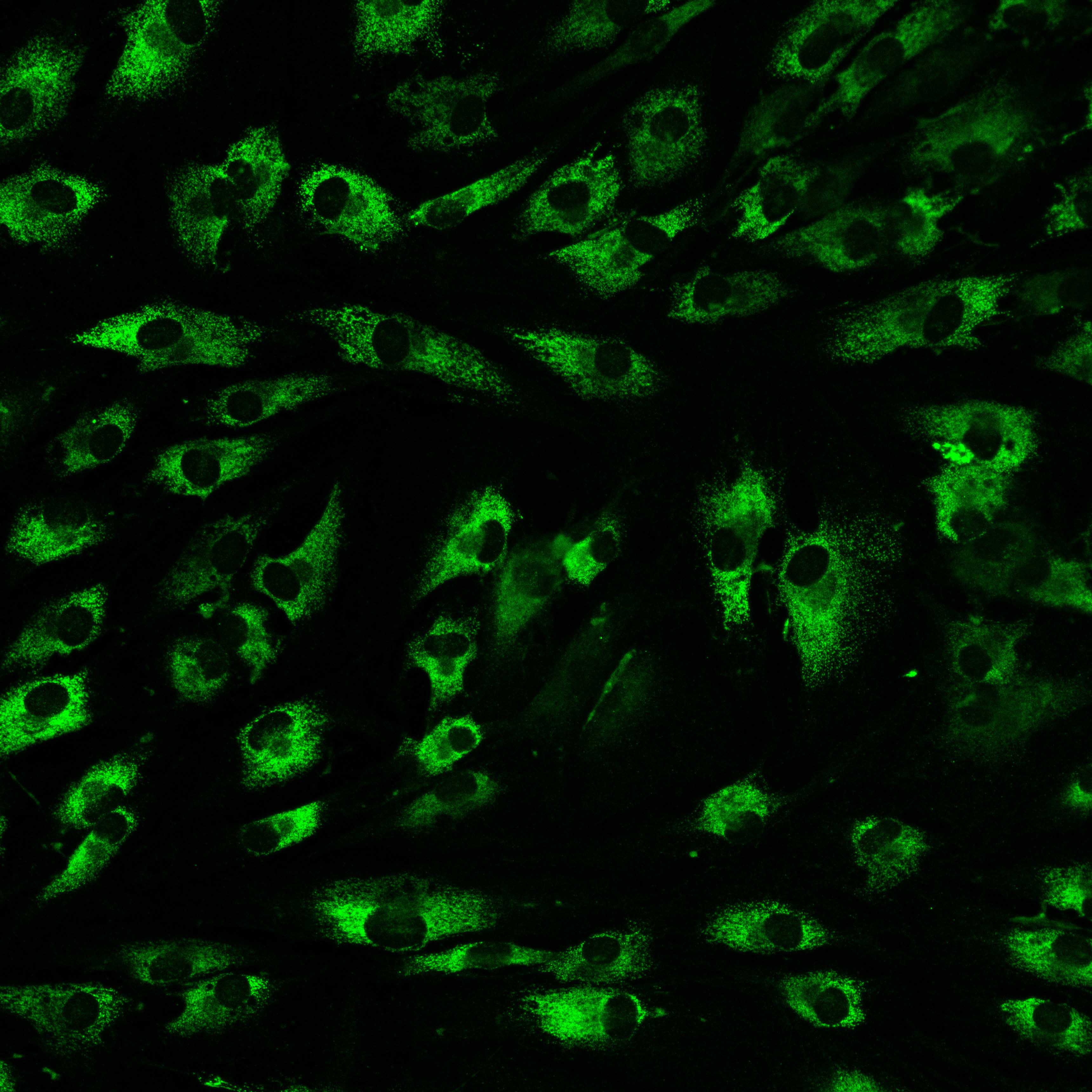 Collagen I Antibody - BSA Free NB600-408