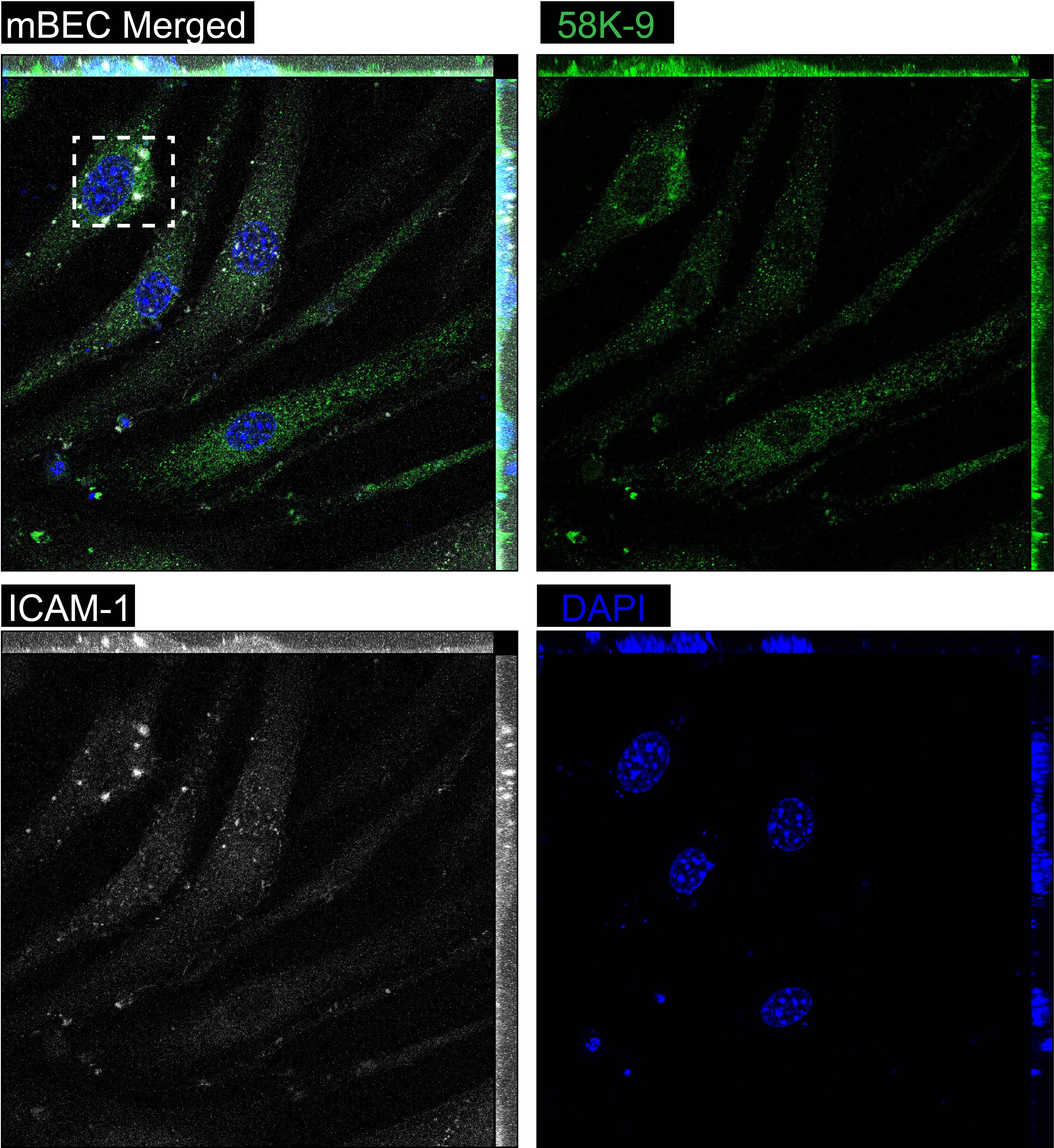 58K Golgi Protein Antibody (58K-9) - BSA Free NB600-412