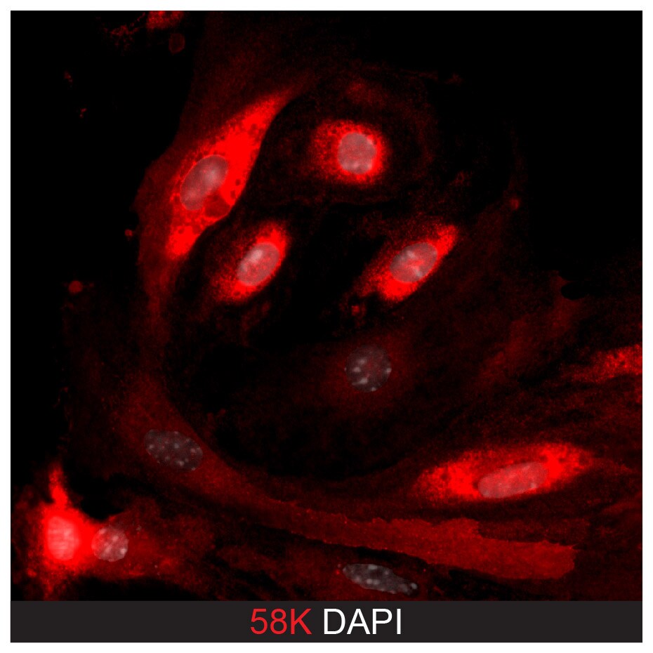 58K Golgi Protein Antibody (58K-9) - BSA Free NB600-412