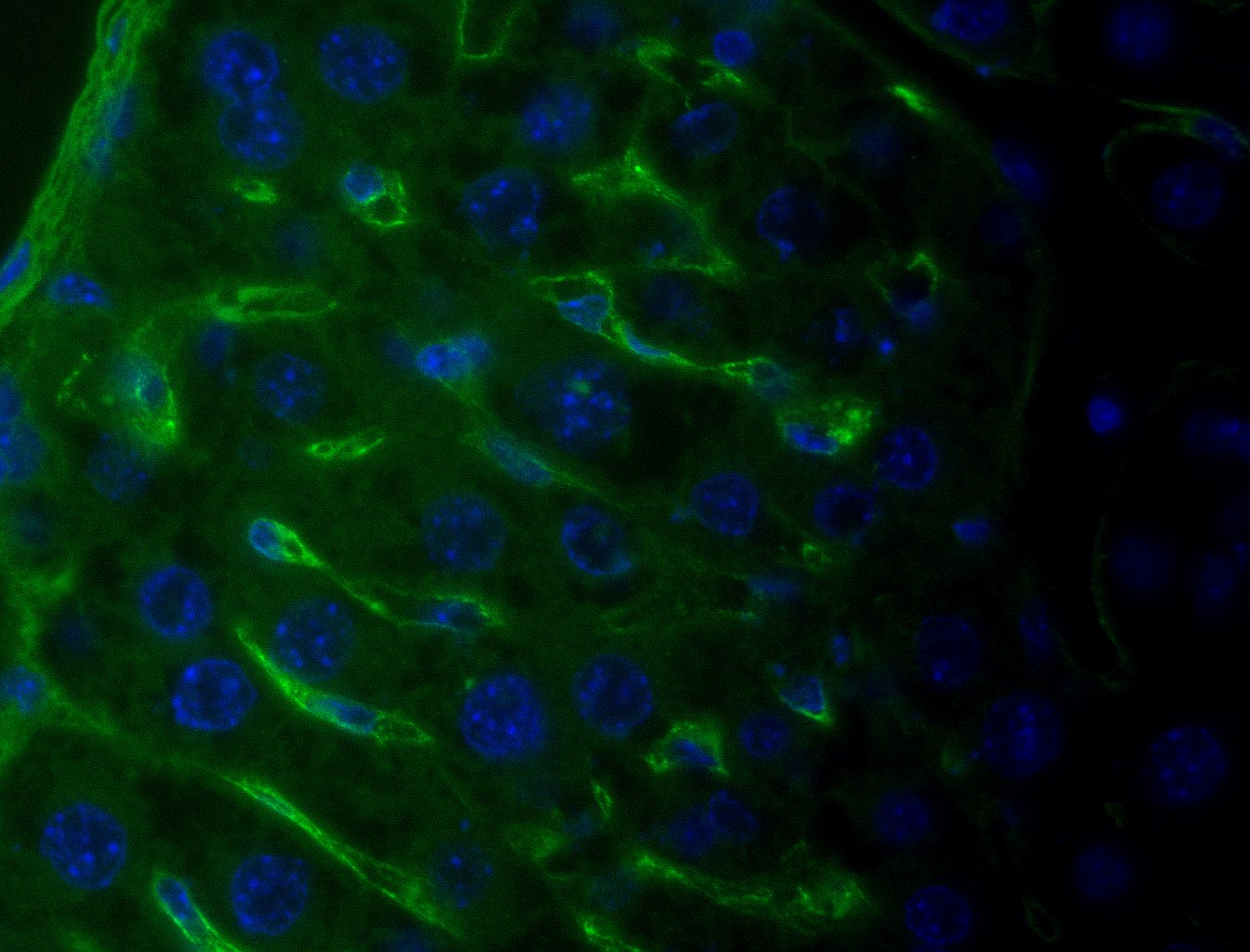 Collagen I alpha 1 Antibody (COL-1) NB600-450