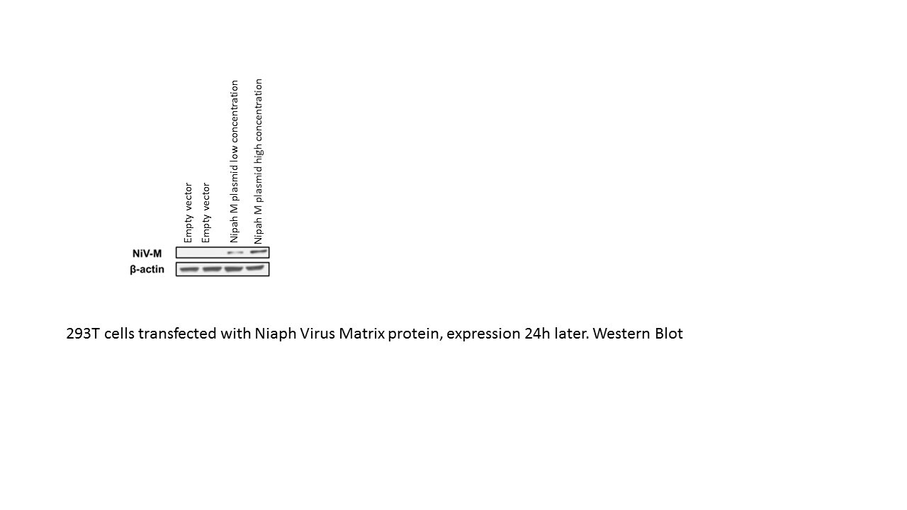 beta-Actin Antibody (AC-15) NB600-501