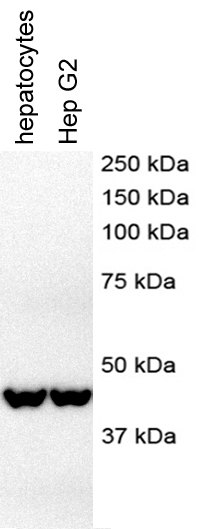 beta-Actin Antibody (AC-15) NB600-501