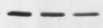 GAPDH Antibody (6C5cc) - BSA Free NB600-502