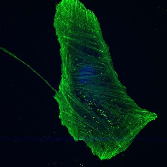 beta-Actin Antibody - BSA Free NB600-503