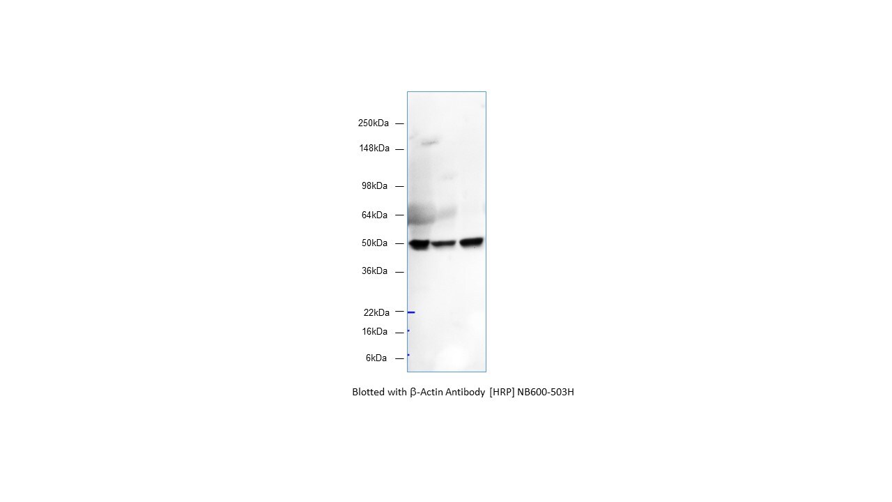 beta-Actin Antibody [HRP] NB600-503H