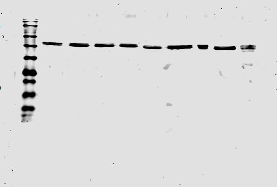 alpha Tubulin Antibody (YL1/2) - BSA Free NB600-506