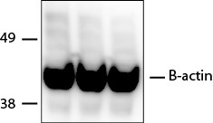 beta-Actin Antibody - BSA Free NB600-532