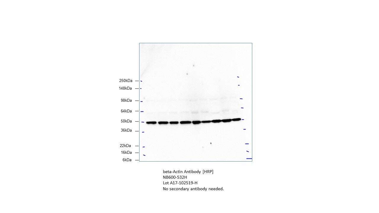 beta-Actin Antibody [HRP] NB600-532H