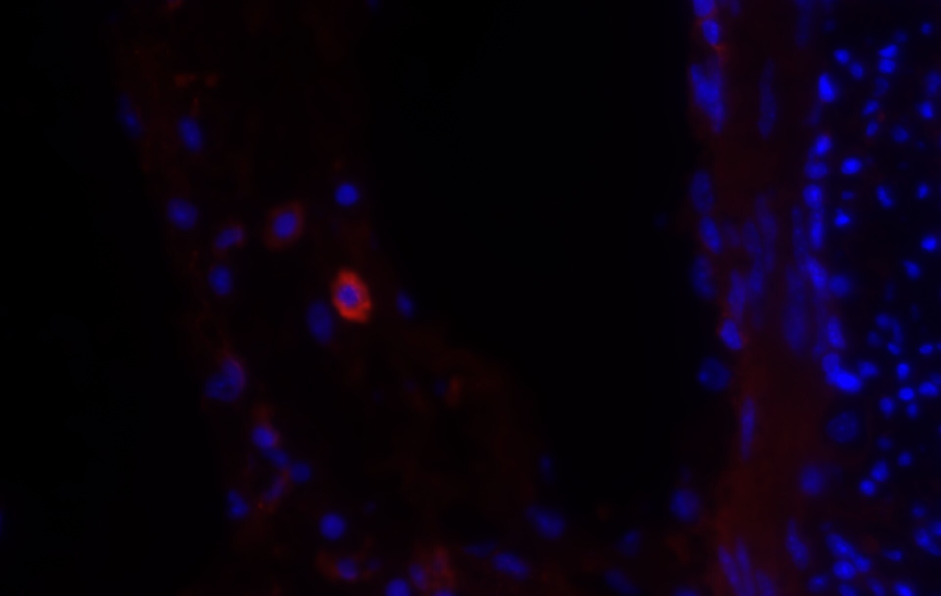 Siglec-1/CD169 Antibody (HSn 7D2) - BSA Free NB600-534