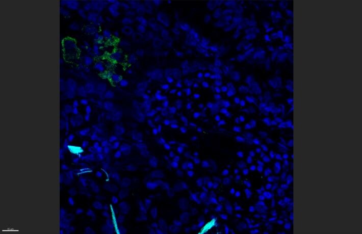 Siglec-1/CD169 Antibody (HSn 7D2) [Alexa Fluor® 488] NB600-534AF488