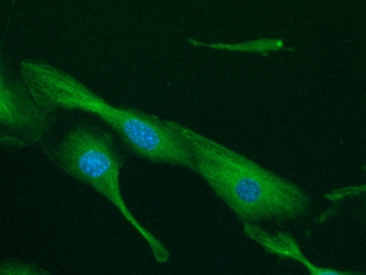Von Willebrand Factor Antibody - BSA Free NB600-586