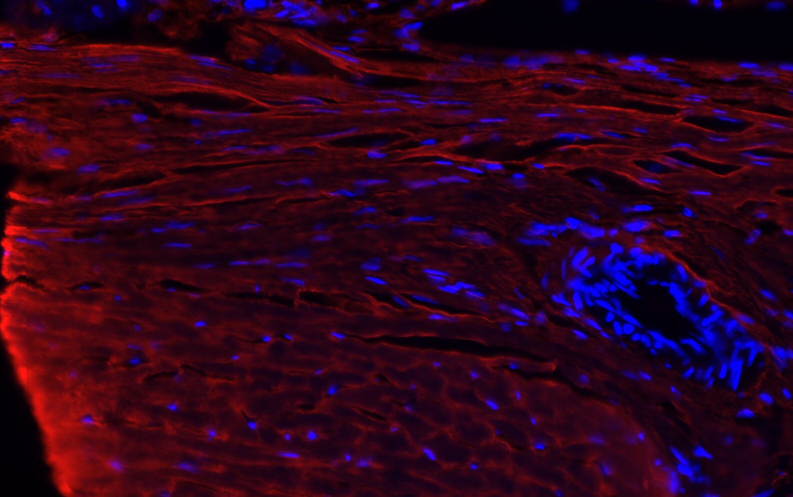 Collagen III alpha 1/COL3A1 Antibody - BSA Free NB600-594