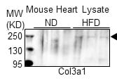 Collagen III alpha 1/COL3A1 Antibody - BSA Free NB600-594