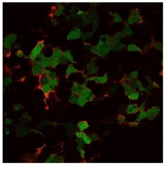 GFP Antibody (9F9.F9) - BSA Free NB600-597