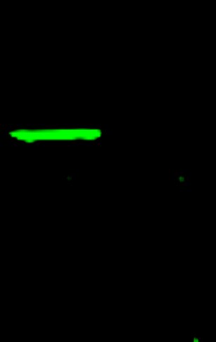 GFP Antibody (9F9.F9) - BSA Free NB600-597