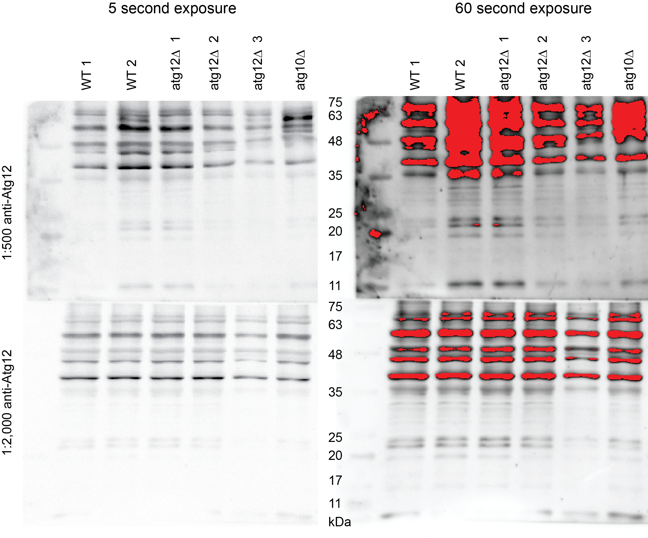 ATG12 Antibody - BSA Free NB600-603