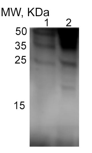 IL-1 beta/IL-1F2 Antibody - Azide and BSA Free NB600-633