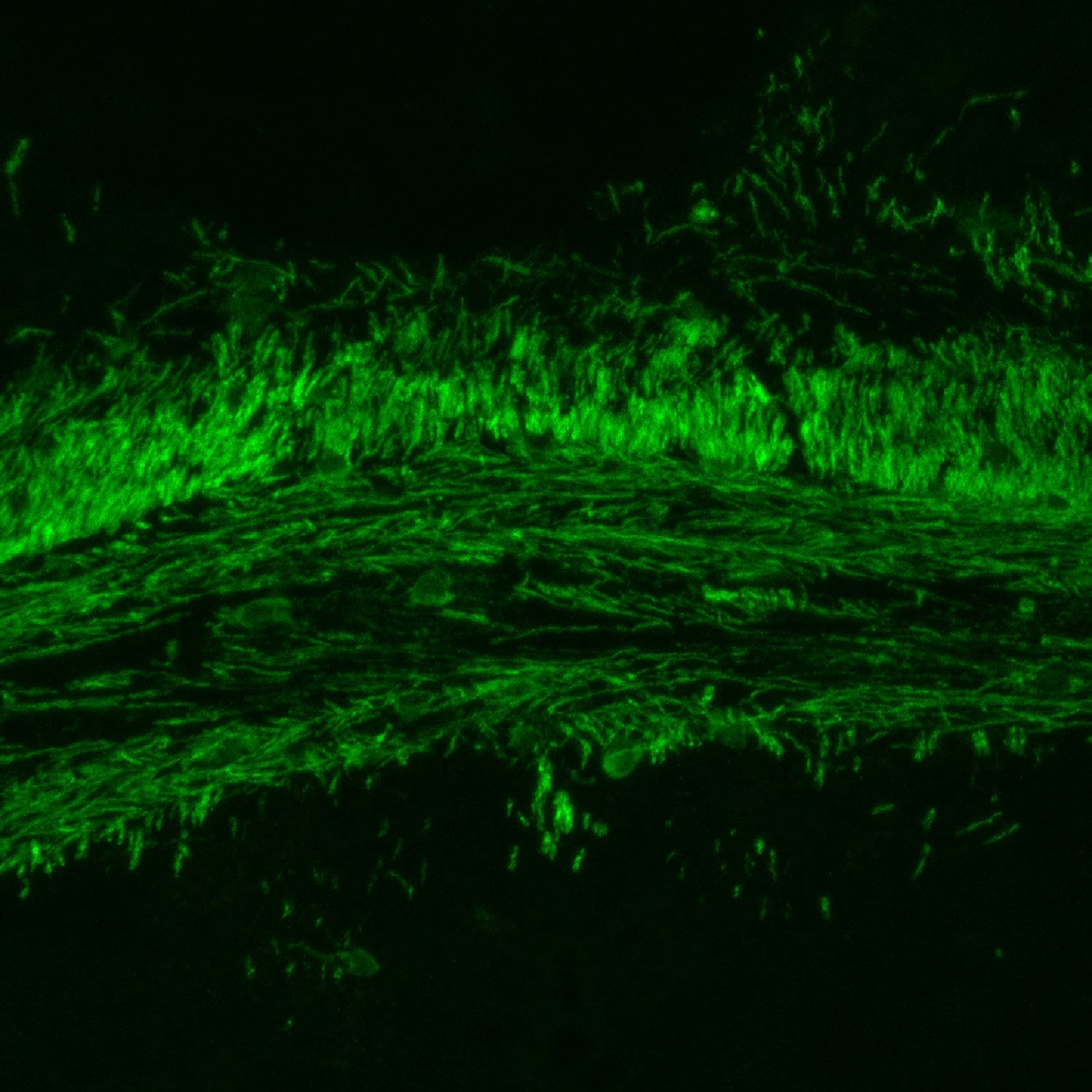 MBP Antibody (12) - BSA Free NB600-717