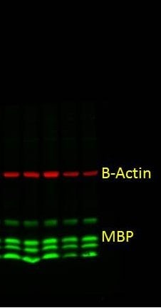 MBP Antibody (12) - BSA Free NB600-717