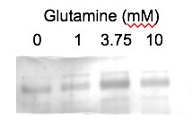 Glutamate Dehydrogenase Antibody - BSA Free NB600-853