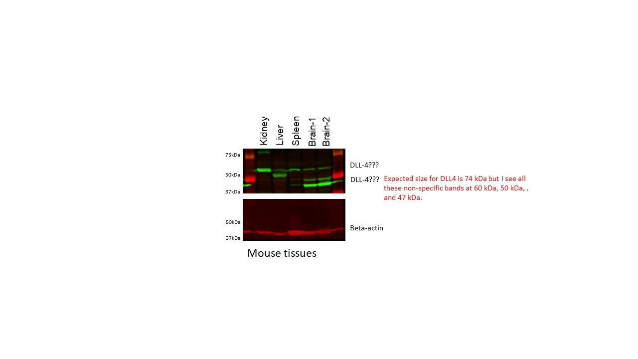 DLL4 Antibody - BSA Free NB600-892