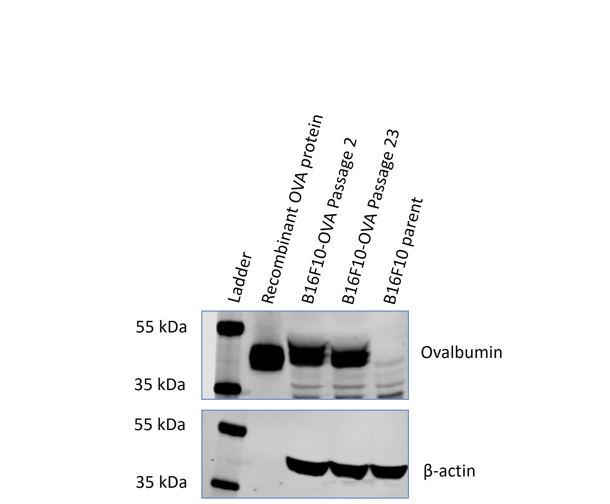 Ovalbumin Antibody - BSA Free NB600-922