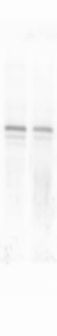 Goat anti-Rabbit IgG (H+L) Secondary Antibody [HRP] NB7160