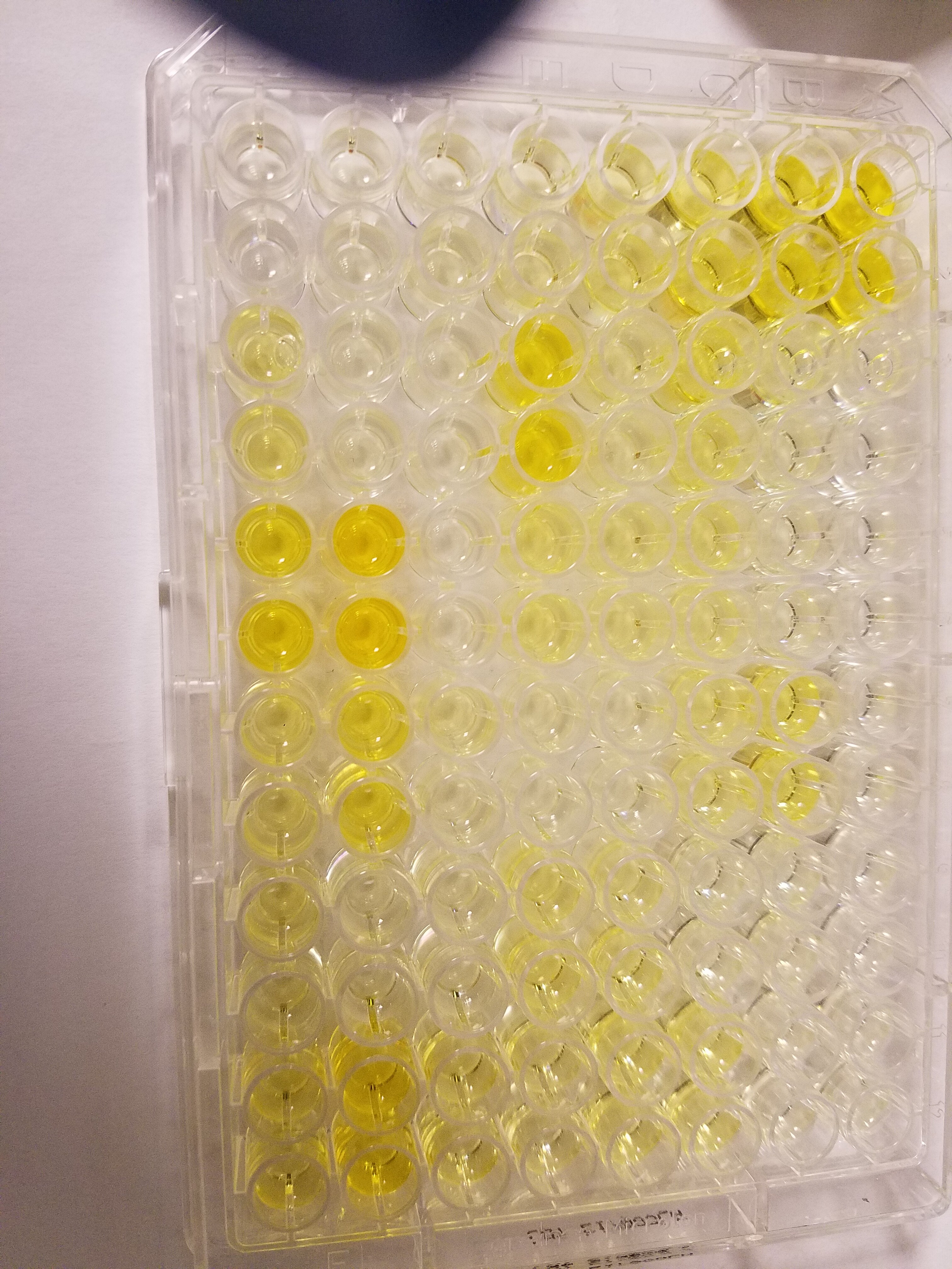 Goat anti-Rabbit IgG (H+L) Secondary Antibody [HRP] NB7160
