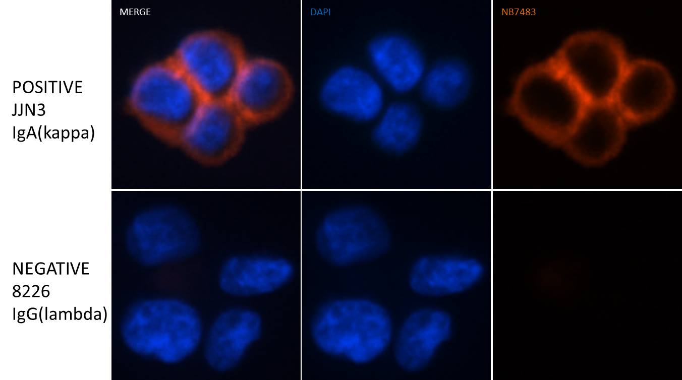 Goat anti-Human Kappa Light Chain Secondary Antibody NB7463