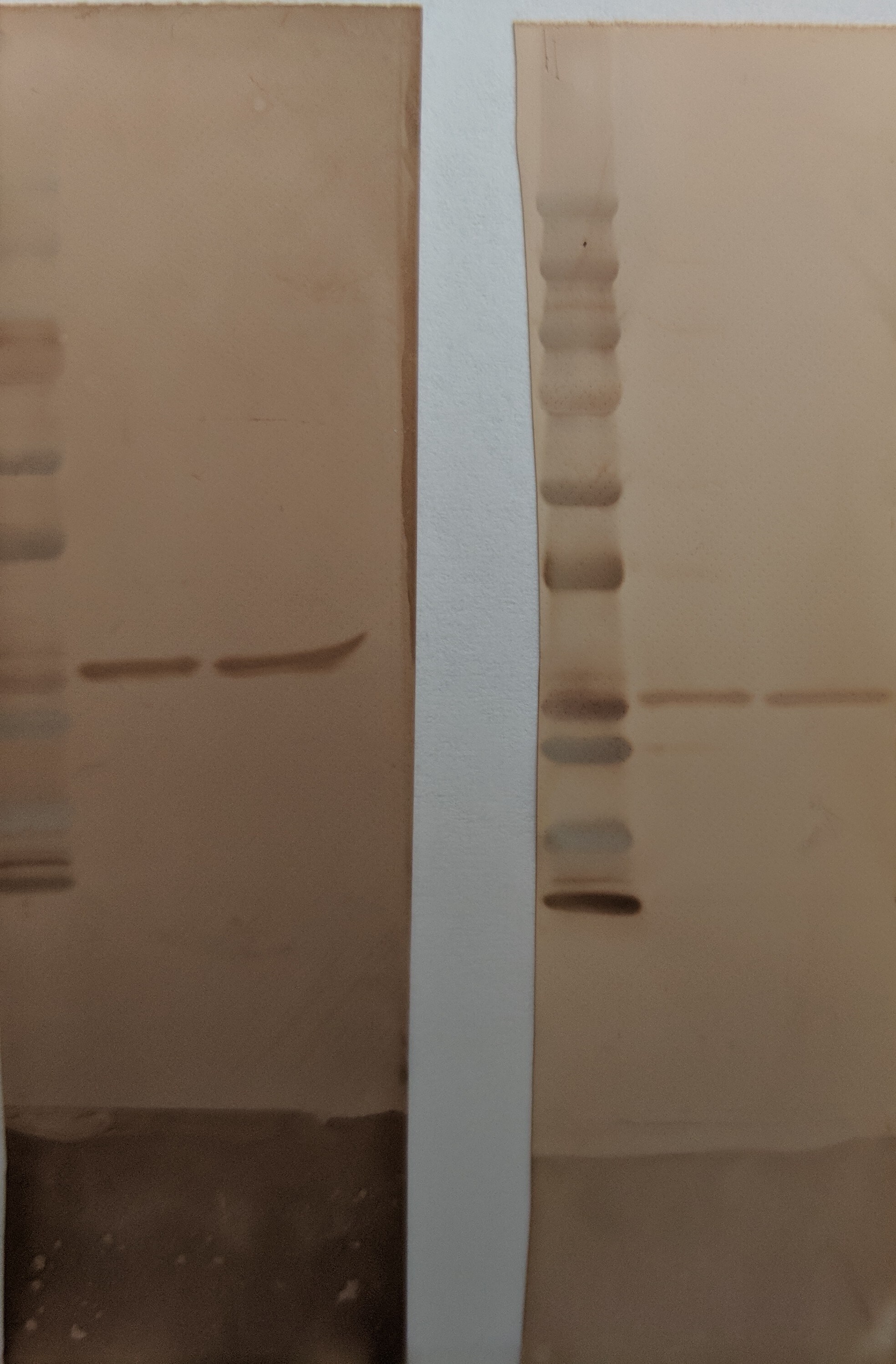 Goat anti-Human Kappa Light Chain Secondary Antibody [HRP] NB7466