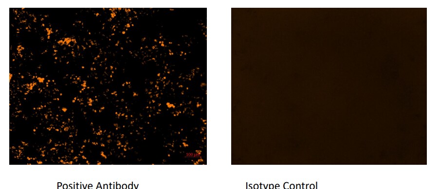 Goat anti-Human IgG (H+L) Secondary Antibody NB7475