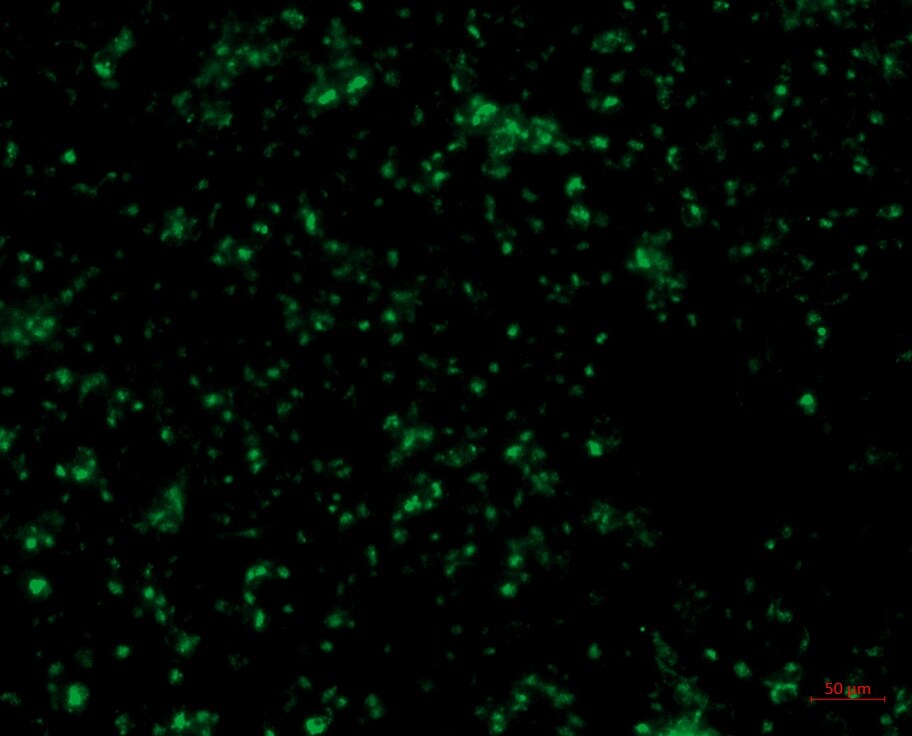 Goat anti-Human IgG (H+L) Secondary Antibody [FITC] NB7477