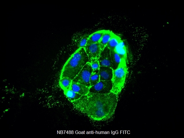 Goat anti-Human IgG (H+L) Secondary Antibody [FITC] (Pre-adsorbed) NB7488