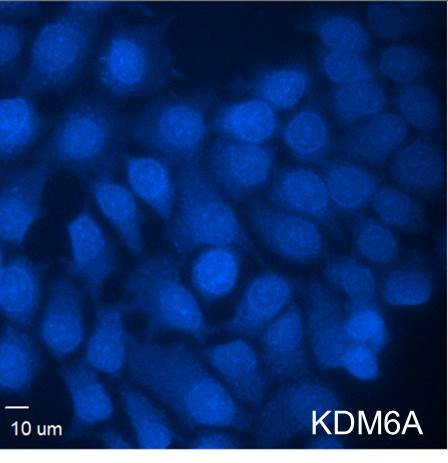 Goat anti-Mouse IgG1 Heavy Chain Secondary Antibody [DyLight 405] NB7508V