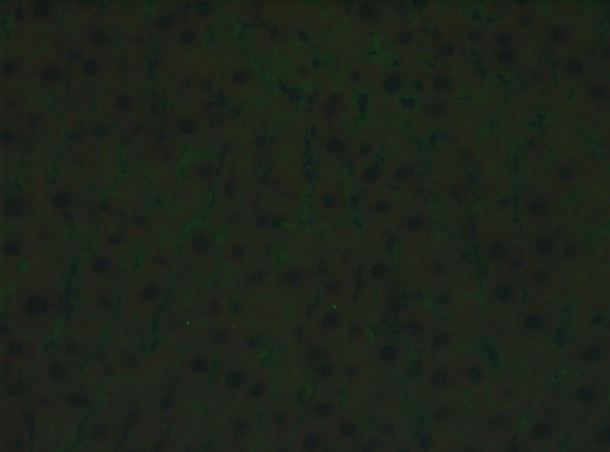 Rabbit IgG Isotype Control NB810-56910