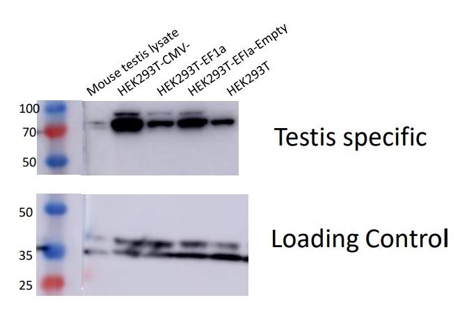 Mouse Testis Whole Tissue Lysate (Adult Whole Normal) NB820-59672