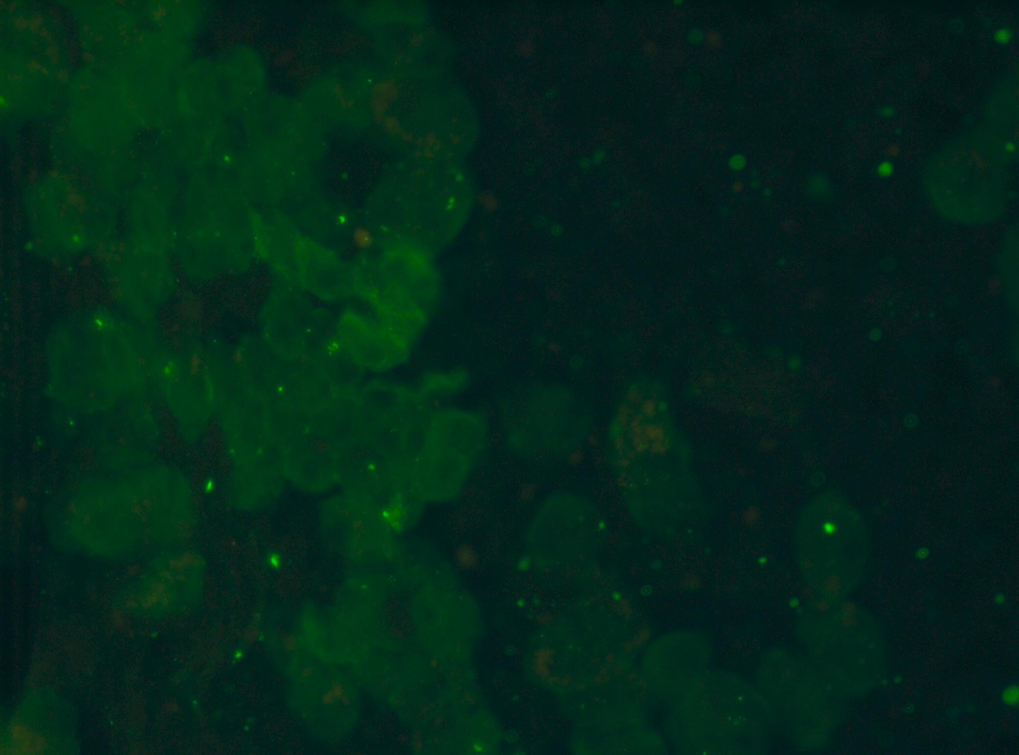 SR-AI/MSR Antibody - BSA Free NBP1-00092