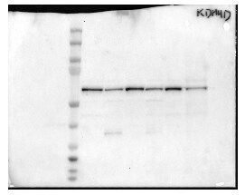 JMJD2D Antibody - BSA Free NBP1-03357