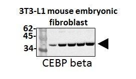 CEBP Beta Antibody (47A1) - BSA Free NBP1-04266