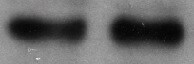 CIB1 Antibody (1D1) - BSA Free NBP1-04279
