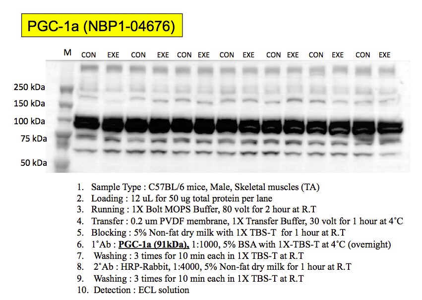 PGC1 alpha Antibody - BSA Free NBP1-04676