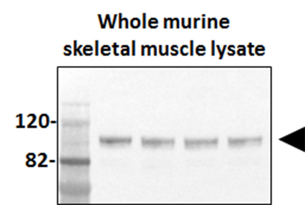 PGC1 alpha Antibody - BSA Free NBP1-04676