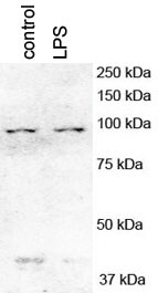 PGC1 alpha Antibody - BSA Free NBP1-04676