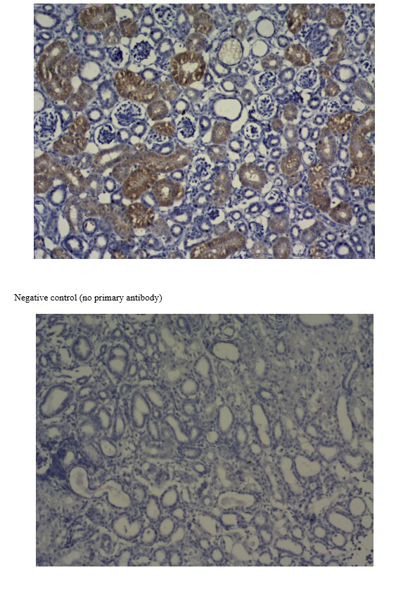 GLUT9 Antibody - BSA Free NBP1-05054