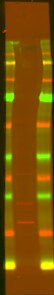 RPL22 Antibody NBP1-06069